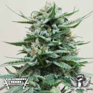 Kalashnikov Seeds Northern Russian AUTO